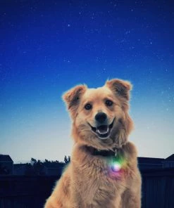 Wholesale ❤️ Nite Ize Carabiners 2.1-in Oval Wire Carabiner 🎁 -Outdoor Recreation Shop 12282001